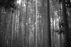 京都　嵐山　竹林上目線