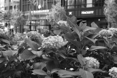 銀座の紫陽花