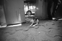 露店で休憩猫