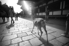 東大寺　敷地内の鹿