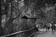 京都　嵐山　竹林