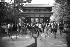東大寺　表門