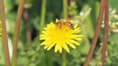 セイヨウミツバチ（180422）