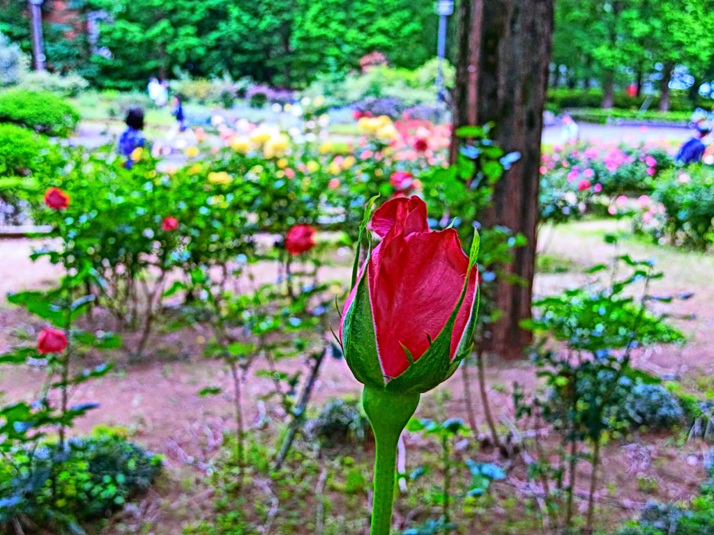 ARTショット×薔薇