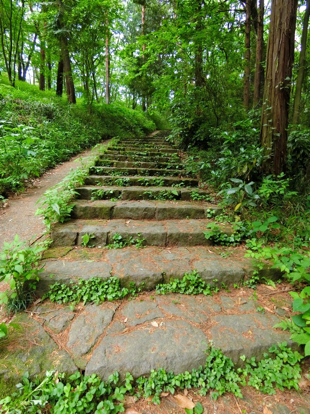 緑が続く階段