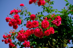 花フェスタ記念公園３
