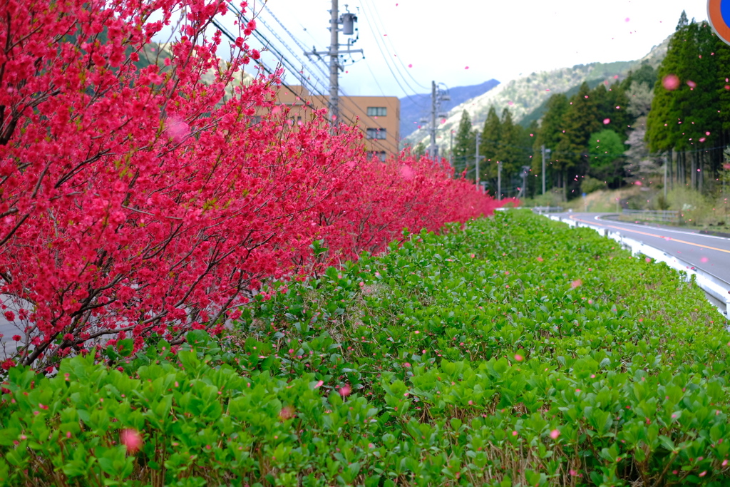 花吹雪