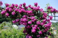 花フェスタ記念公園１２