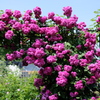 花フェスタ記念公園１２