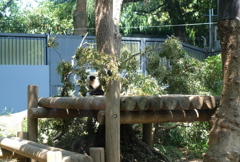 上野動物園６