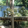 上野動物園６