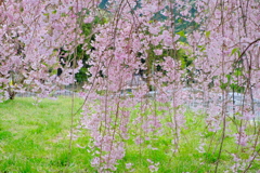 しだれ桜３
