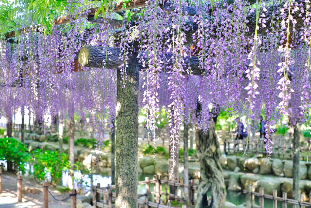 天王川公園　藤棚４