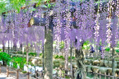 天王川公園　藤棚４