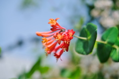 花フェスタ記念公園１４