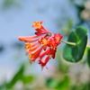 花フェスタ記念公園１４