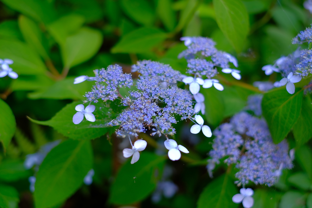 徳川園　山紫陽花