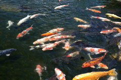 徳川園の鯉
