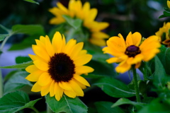花フェスタ記念公園１