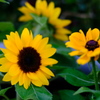 花フェスタ記念公園１