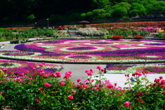 花フェスタ記念公園６