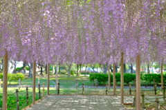 天王川公園　藤棚３