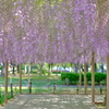 天王川公園　藤棚３