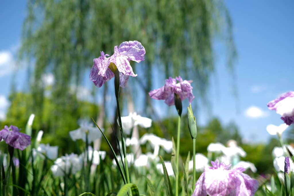 花しょうぶと柳の木