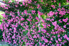 花フェスタ記念公園２