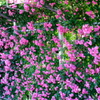 花フェスタ記念公園２