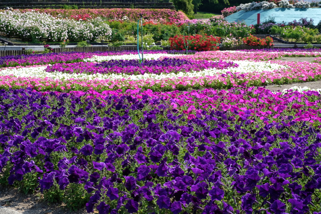 花フェスタ記念公園５