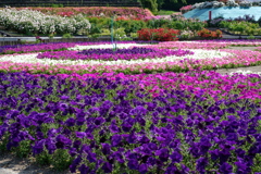 花フェスタ記念公園５