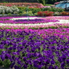 花フェスタ記念公園５