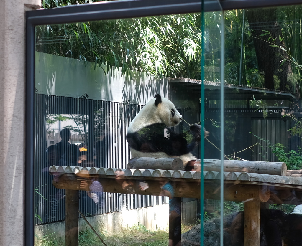上野動物園３