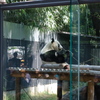 上野動物園３
