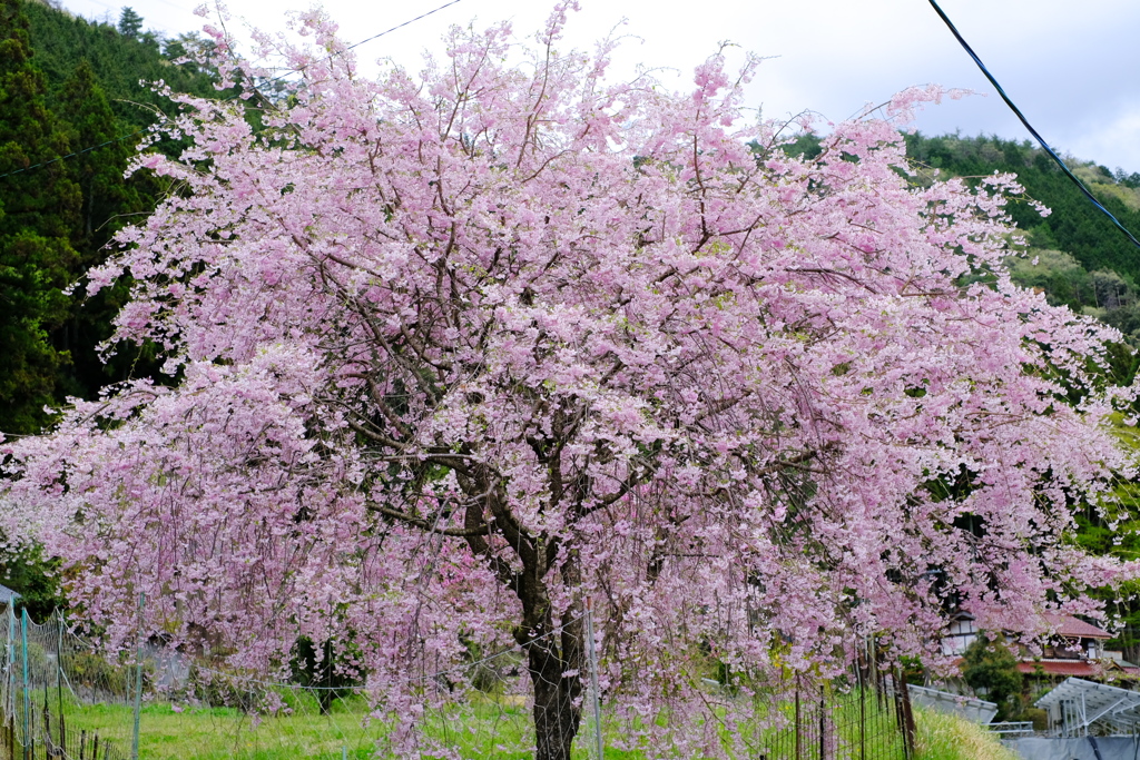 しだれ桜