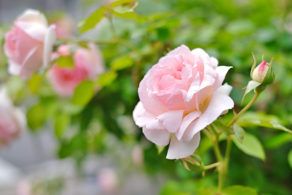 薔薇１