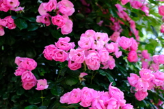 花フェスタ記念公園９