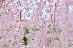 しだれ桜２