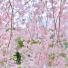 しだれ桜２