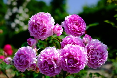 花フェスタ記念公園８