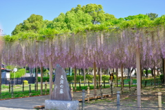 天王川公園　藤棚２