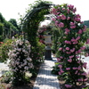 花フェスタ記念公園７