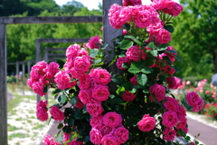 花フェスタ記念公園１１