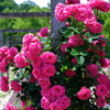 花フェスタ記念公園１１