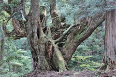 株杉の森