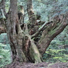 株杉の森