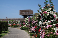 花フェスタ記念公園１０