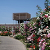 花フェスタ記念公園１０