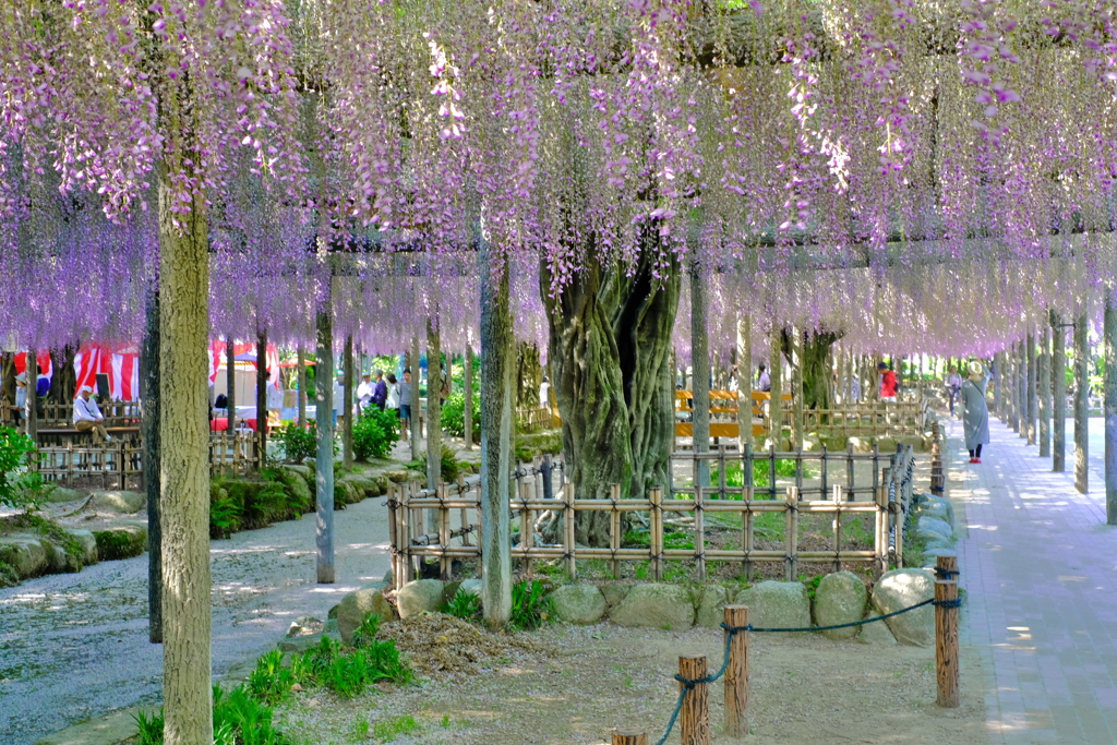 天王川公園　藤棚１